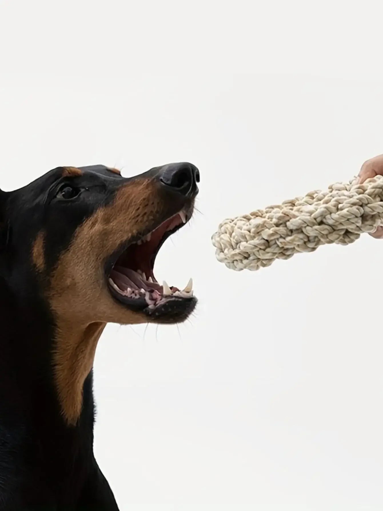 Pet Dog Rope